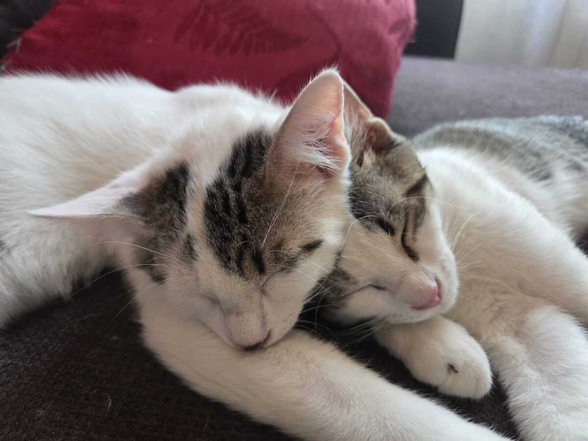 Adoption Bémol
