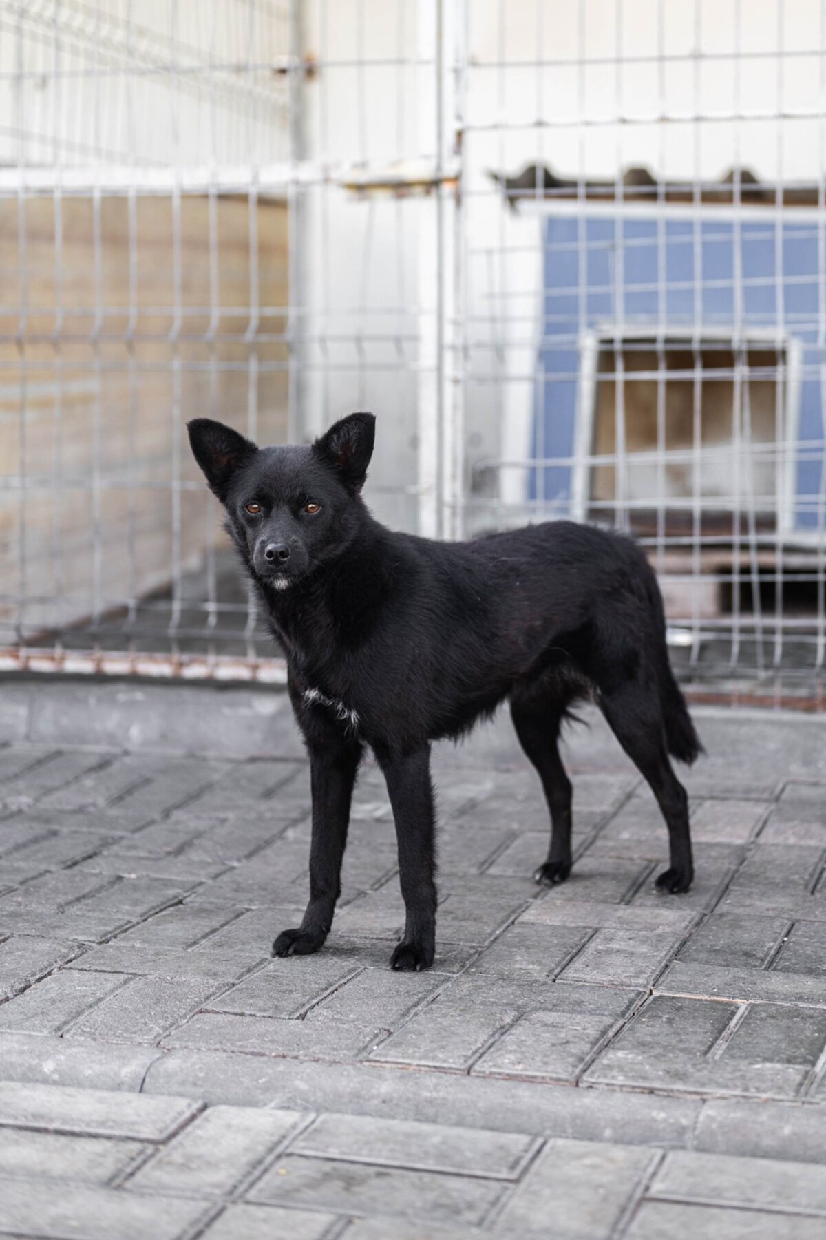 Adoption Brandie