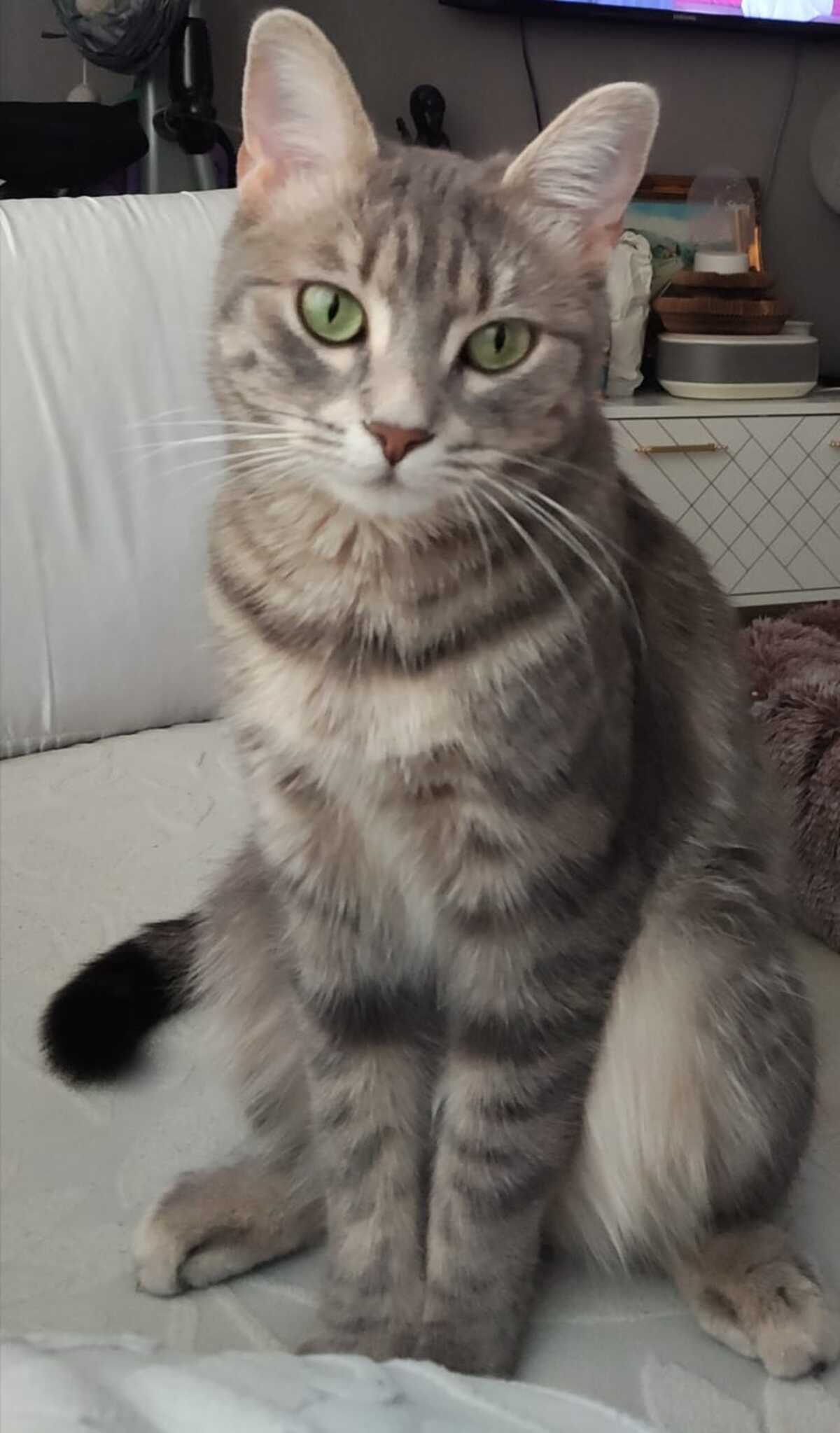 Adoption Luna