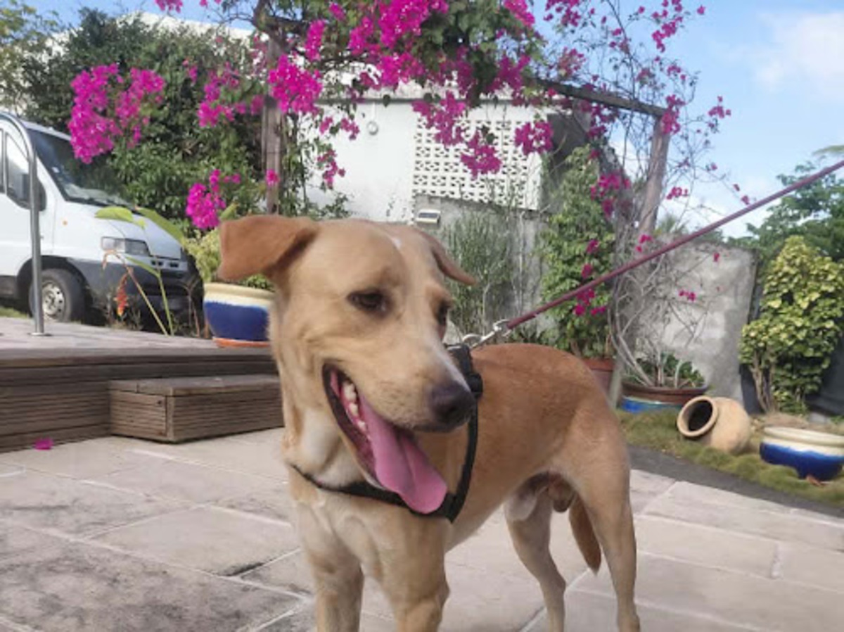 Adoption Kiko
