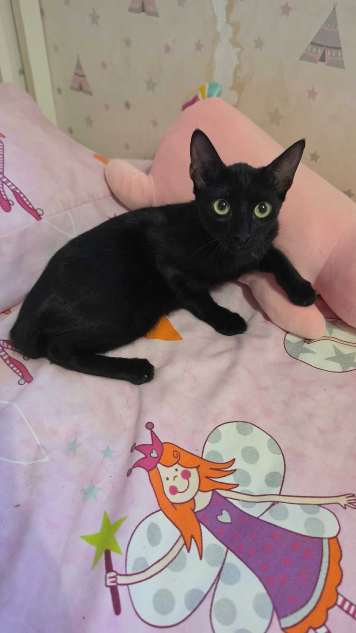 Adoption Julieta
