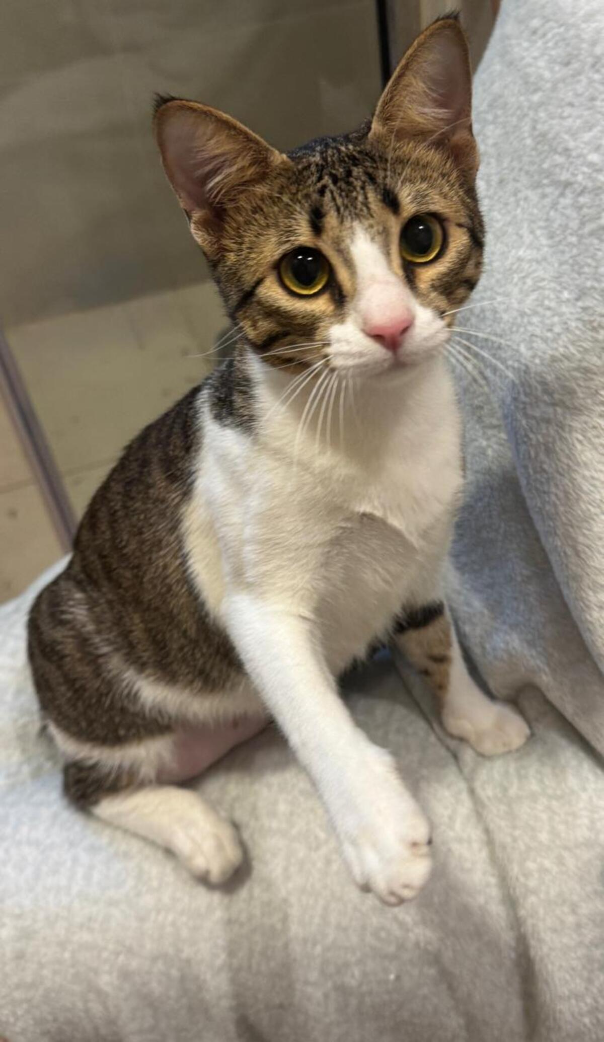 Adoption Thalia