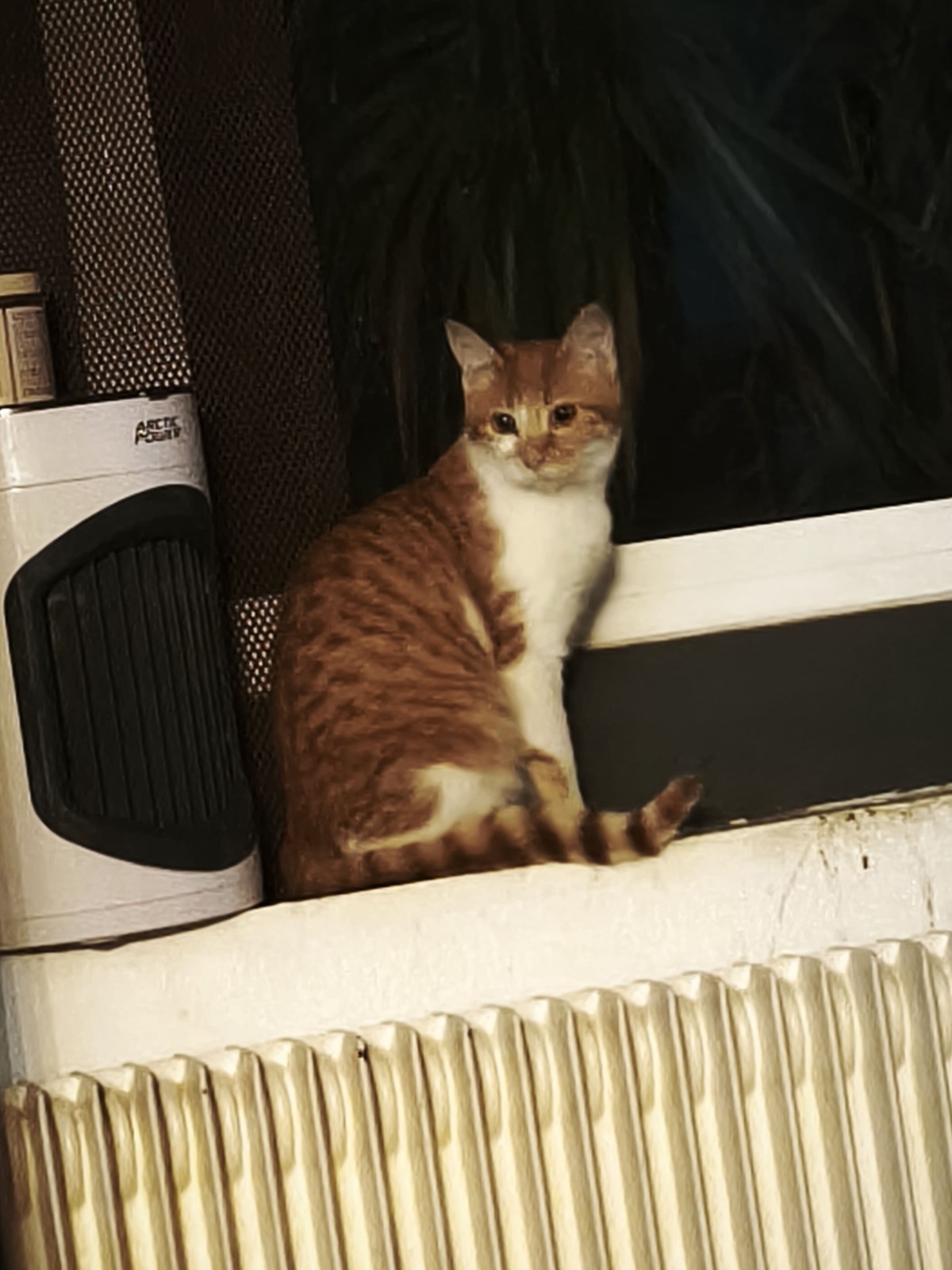 Adoption Salsifis