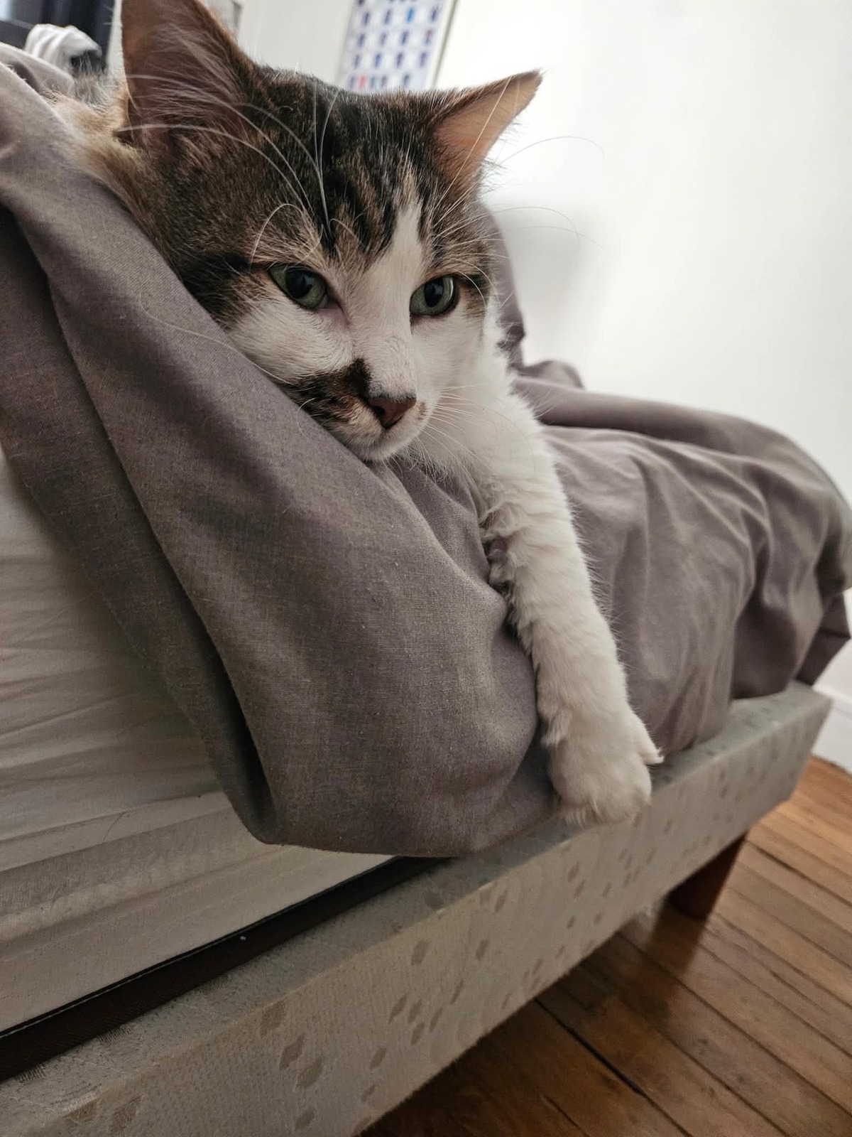 Adoption Hopper