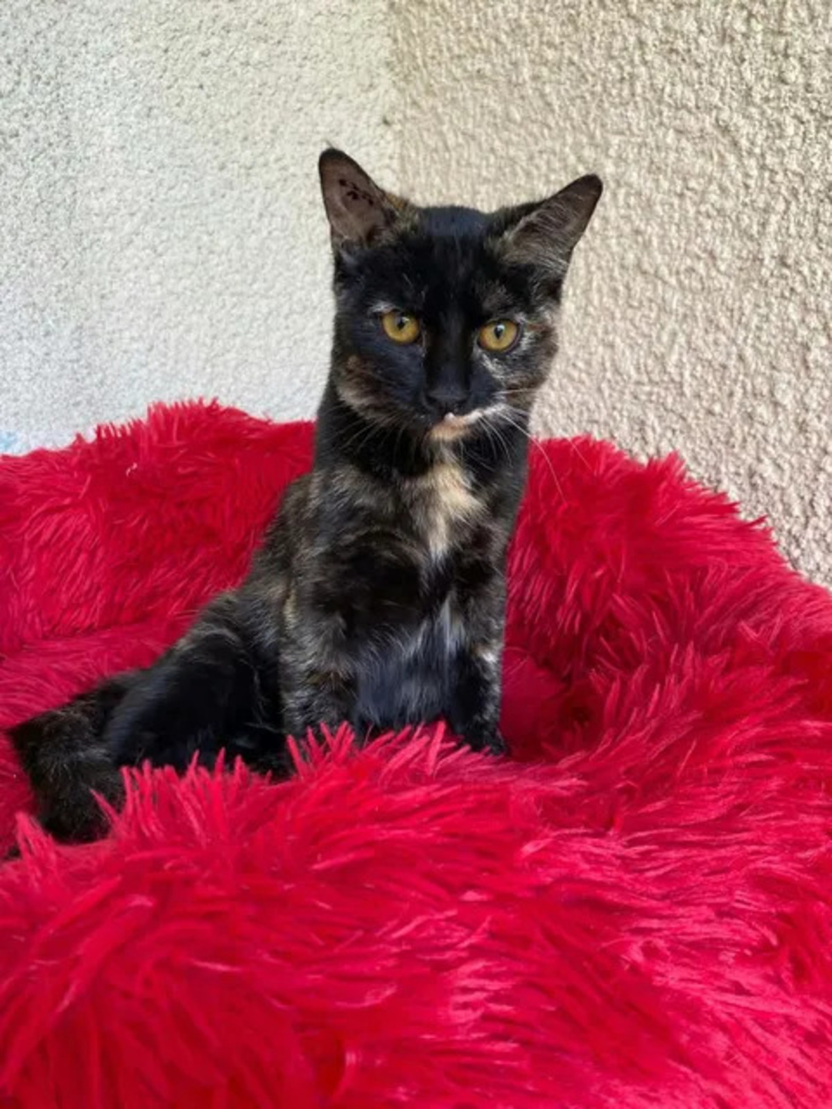 Adoption Bonnie