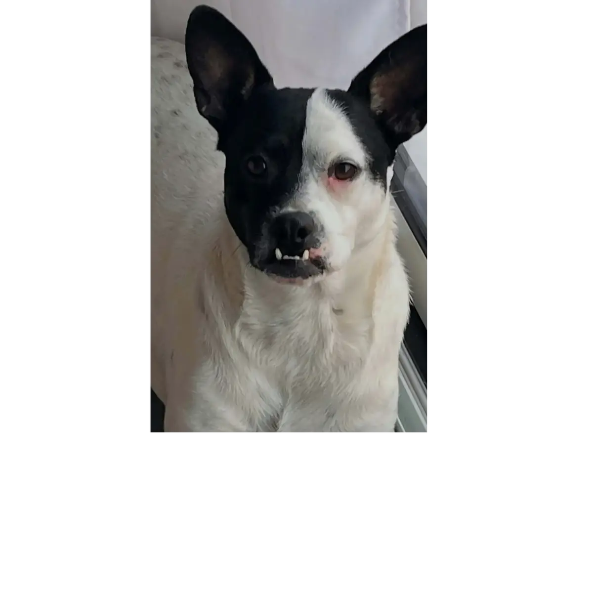 Adoption Pumba