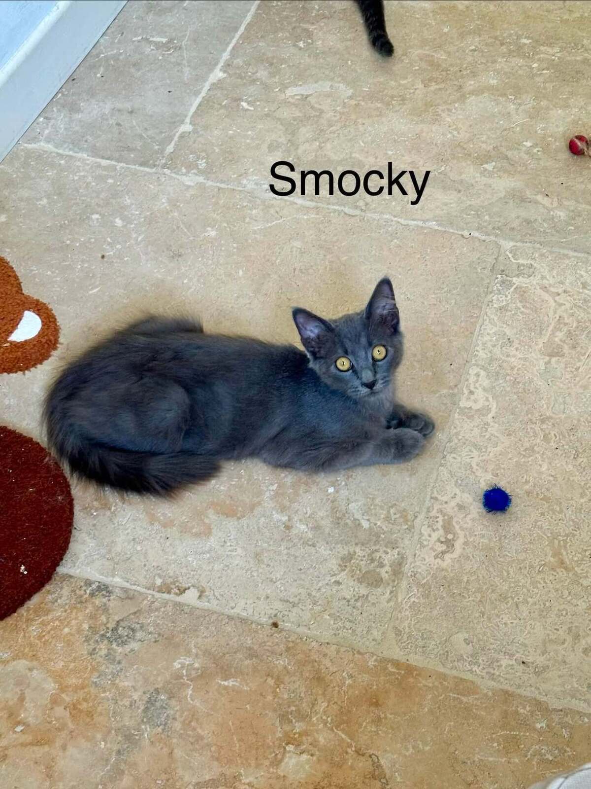 Adoption SMOCKY et BASTET