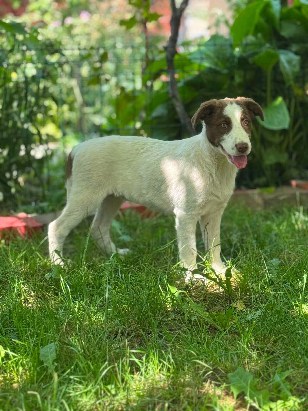 Adoption CAPUCINE