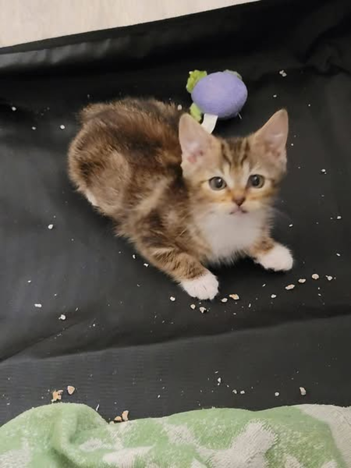 Adoption HELIA