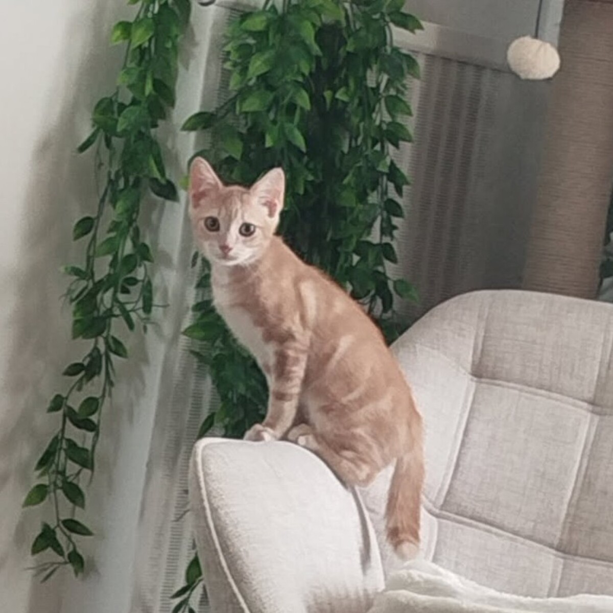 Adoption Fantome