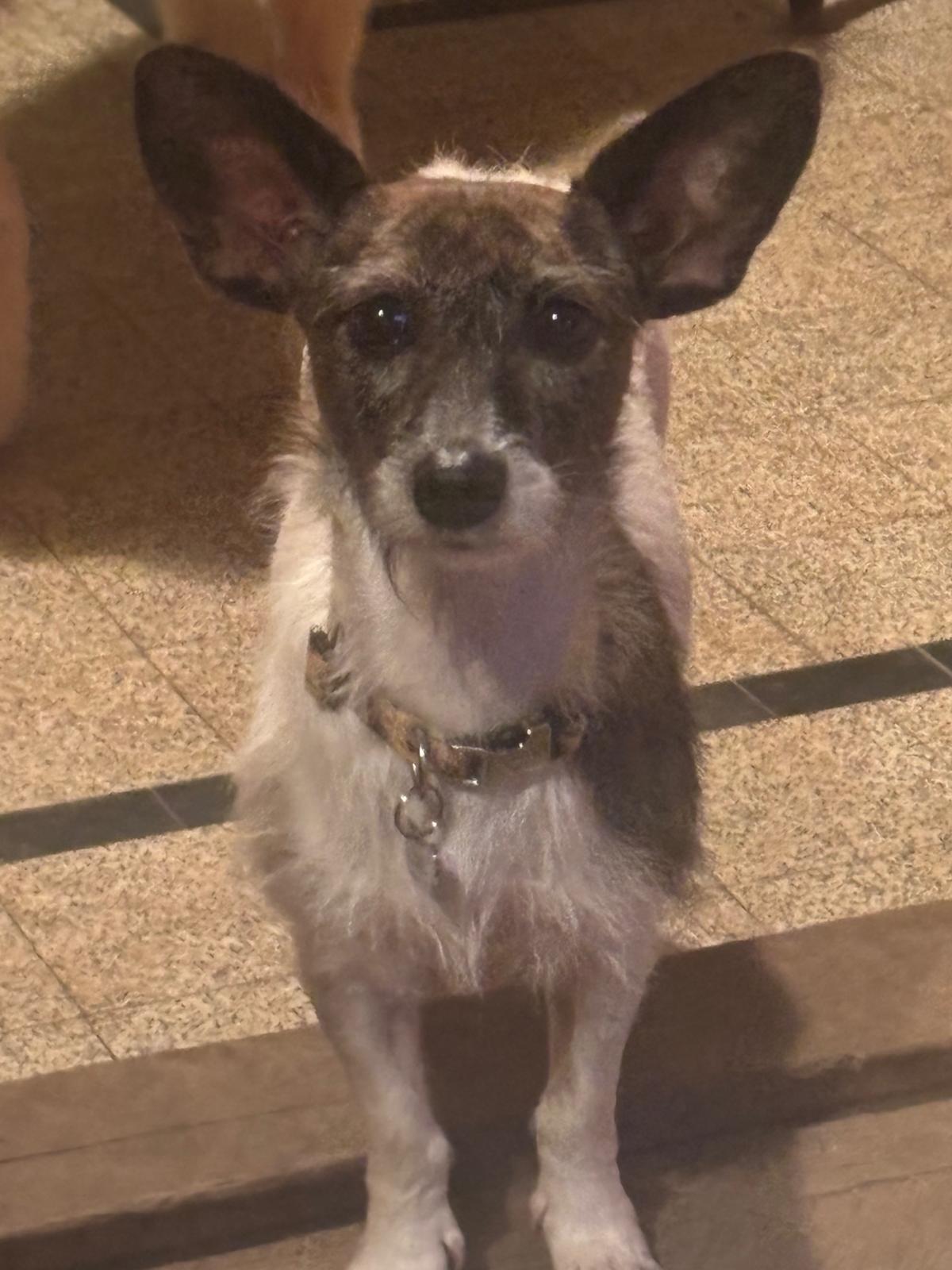 Adoption Lolita