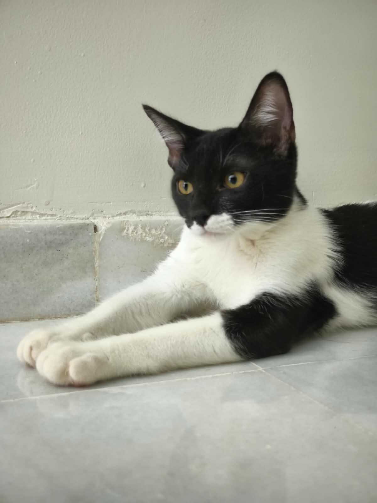 Adoption Gero