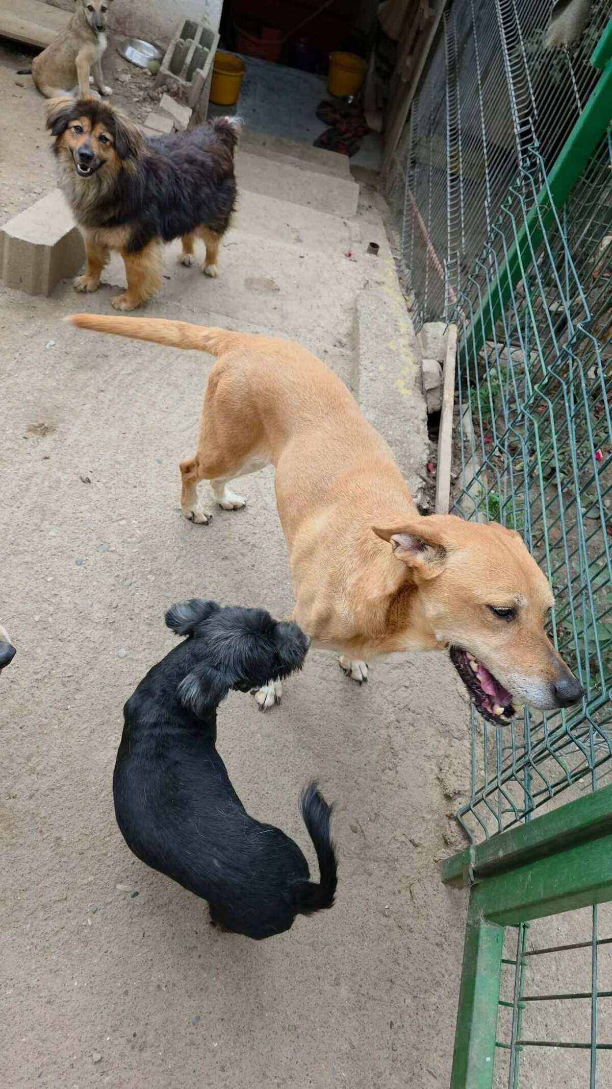 Adoption Nana