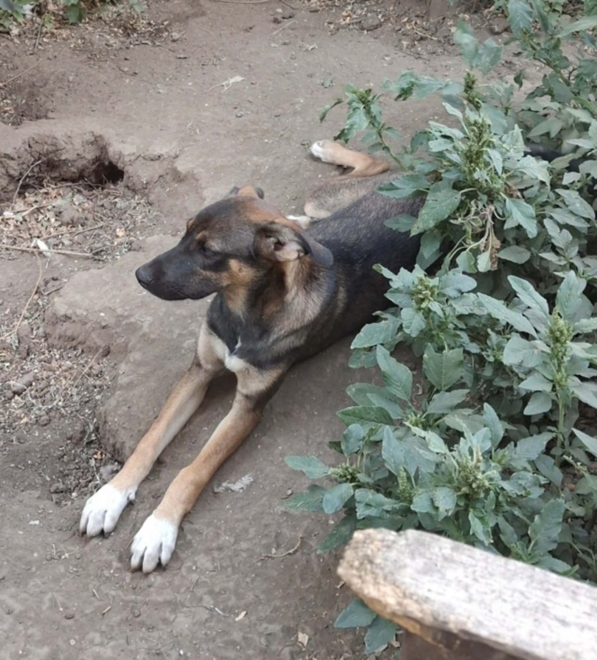 Adoption Immie