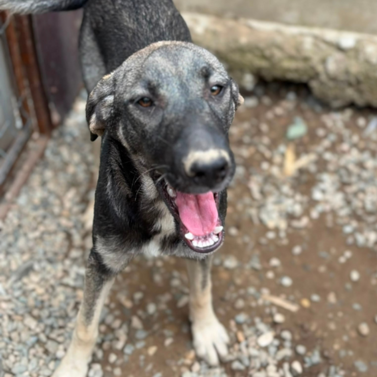 Adoption SISTA