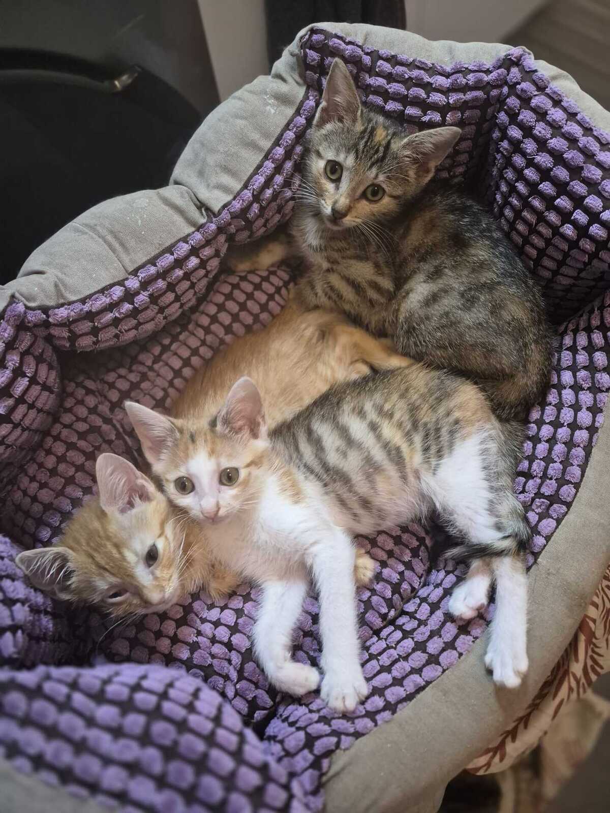 Adoption Jane