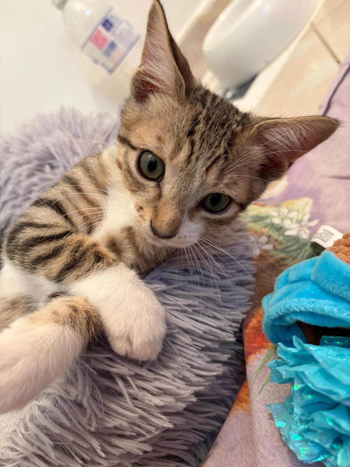 Adoption KAITO et SORA