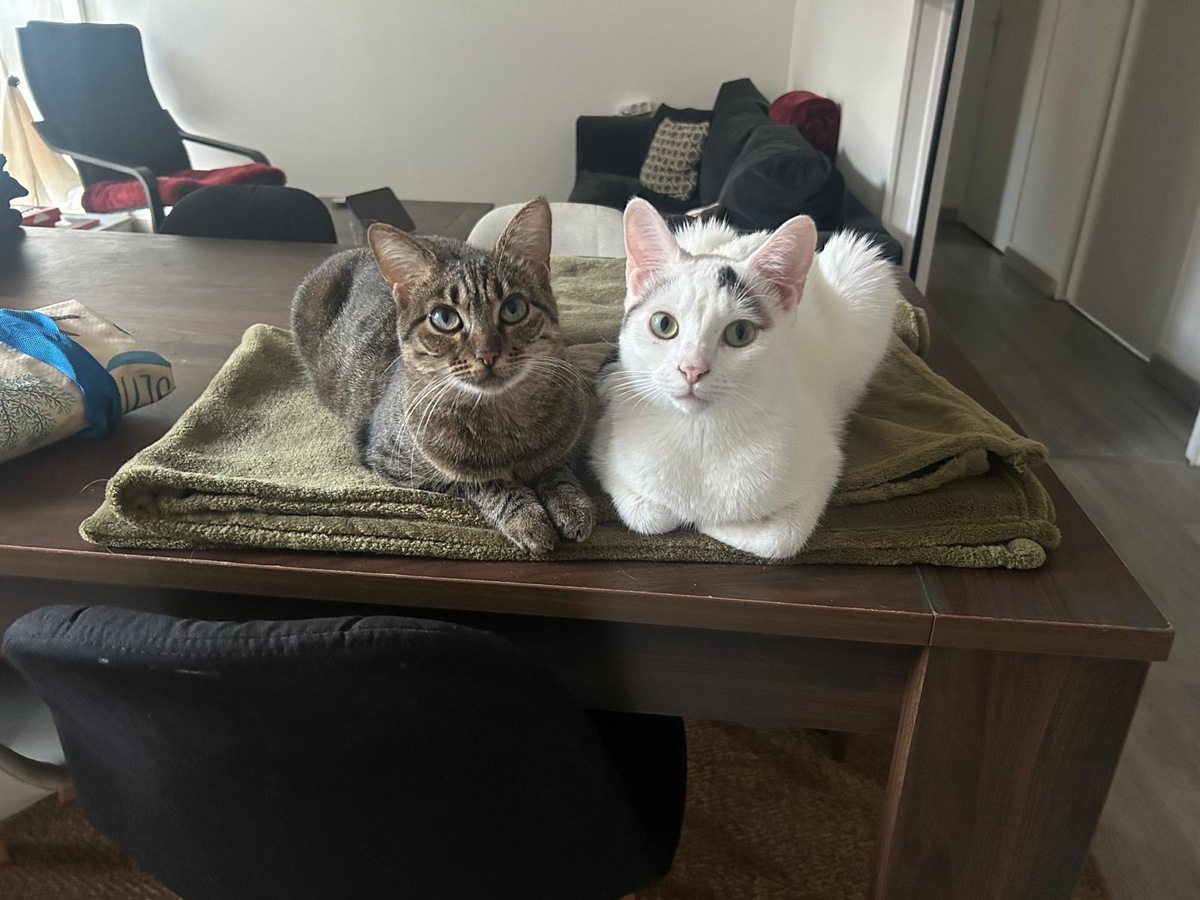 Adoption Pippa et Arlo