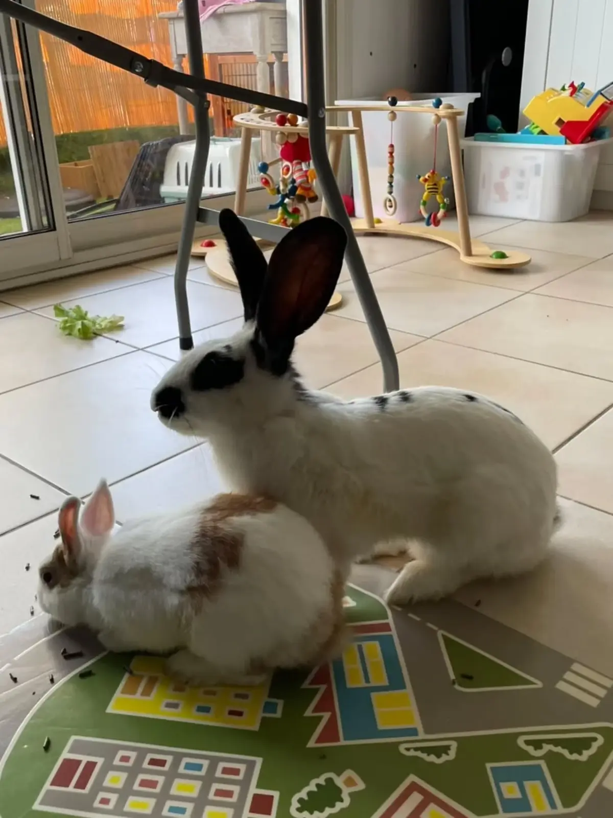 Adoption Lili et Nougat