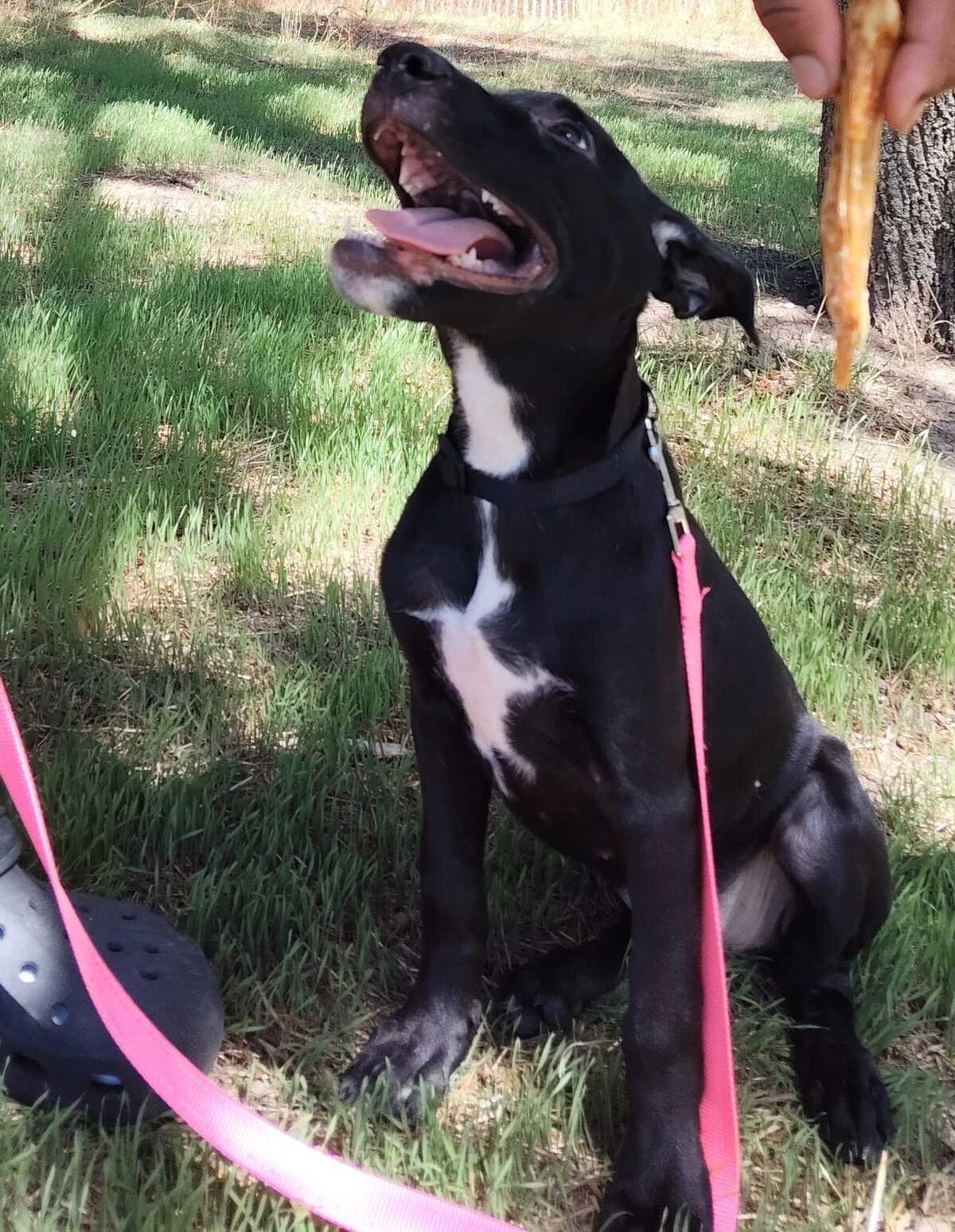 Adoption Stella