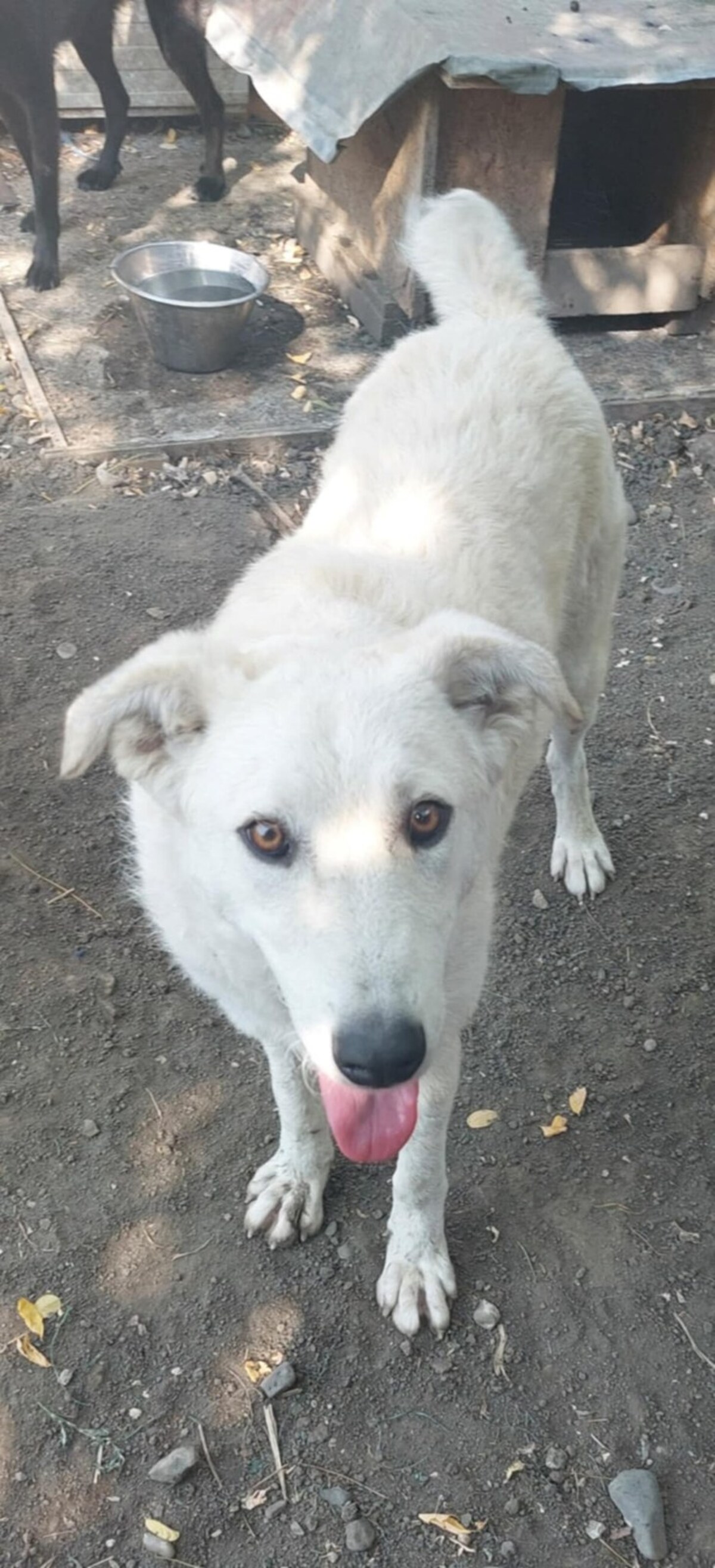 Adoption Ella