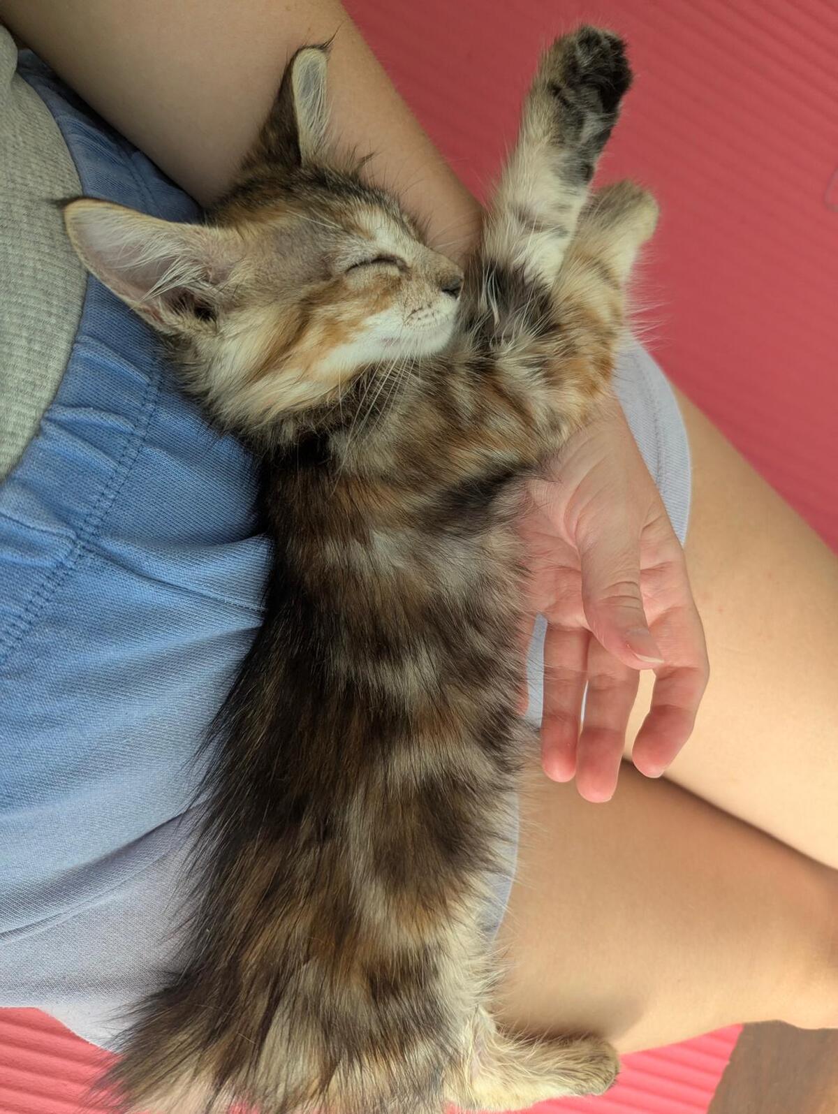 Adoption Soka