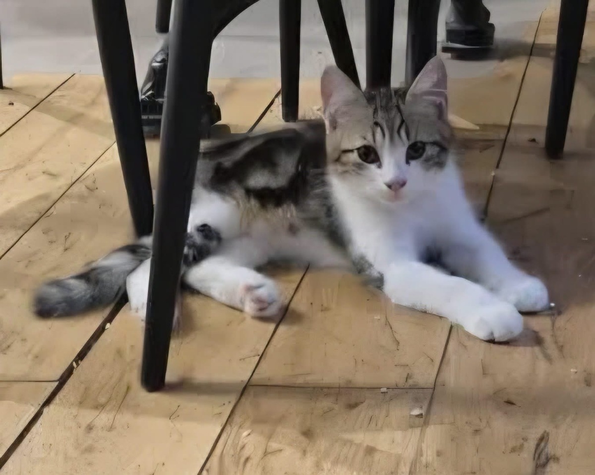 Adoption AZRIEL