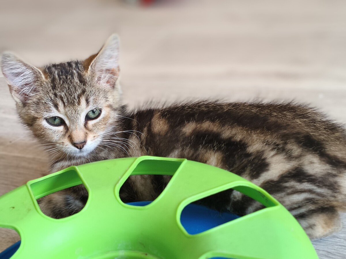 Adoption BOURRACHE