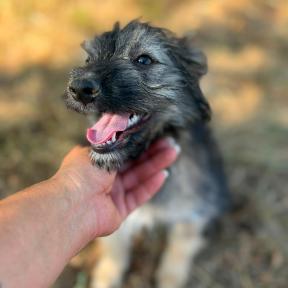 Adoption SONIA