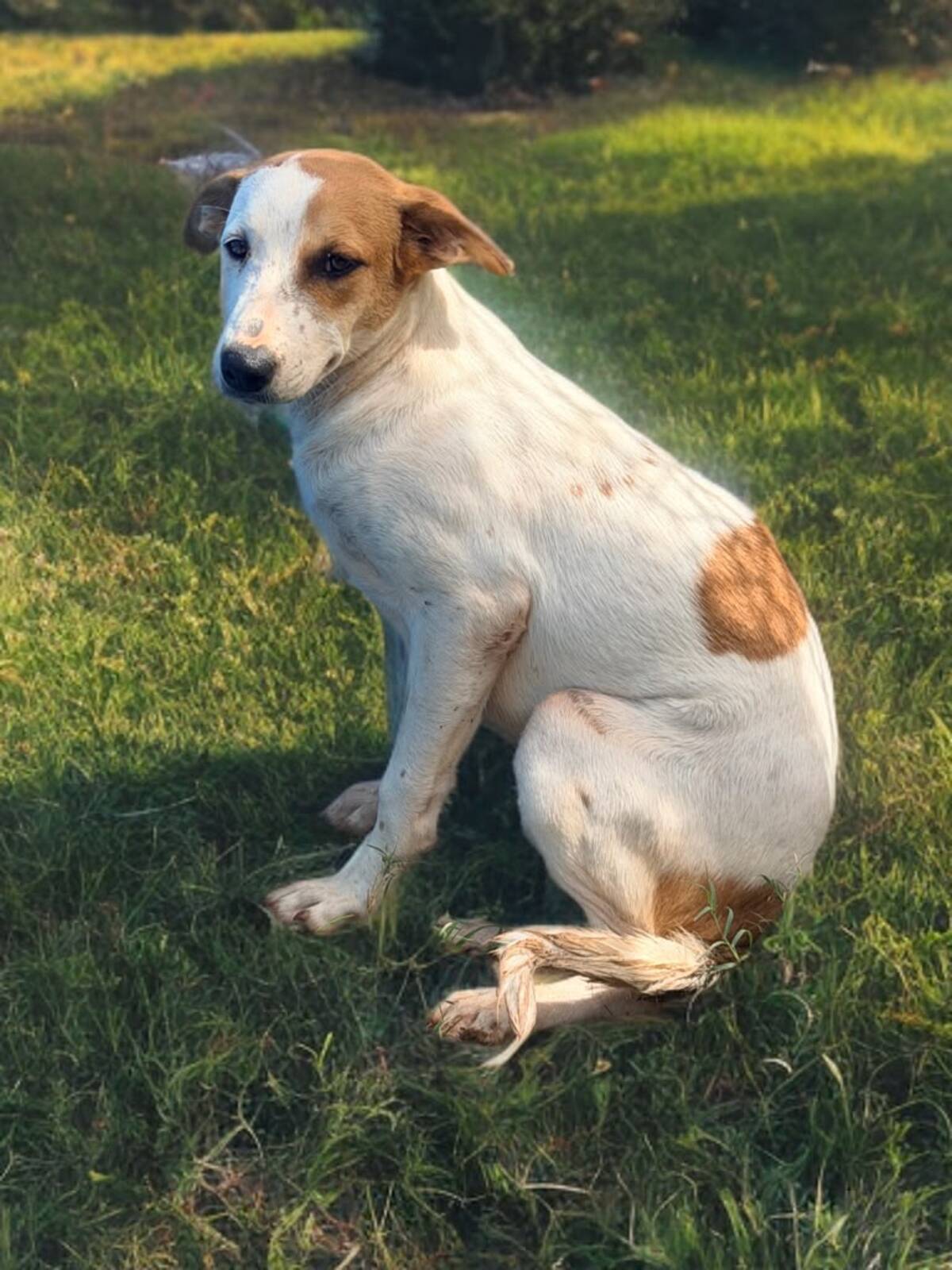 Adoption Savea