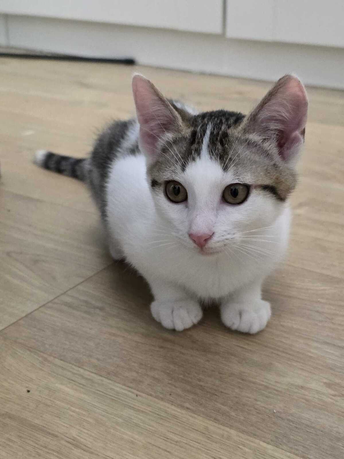 Adoption Winnie