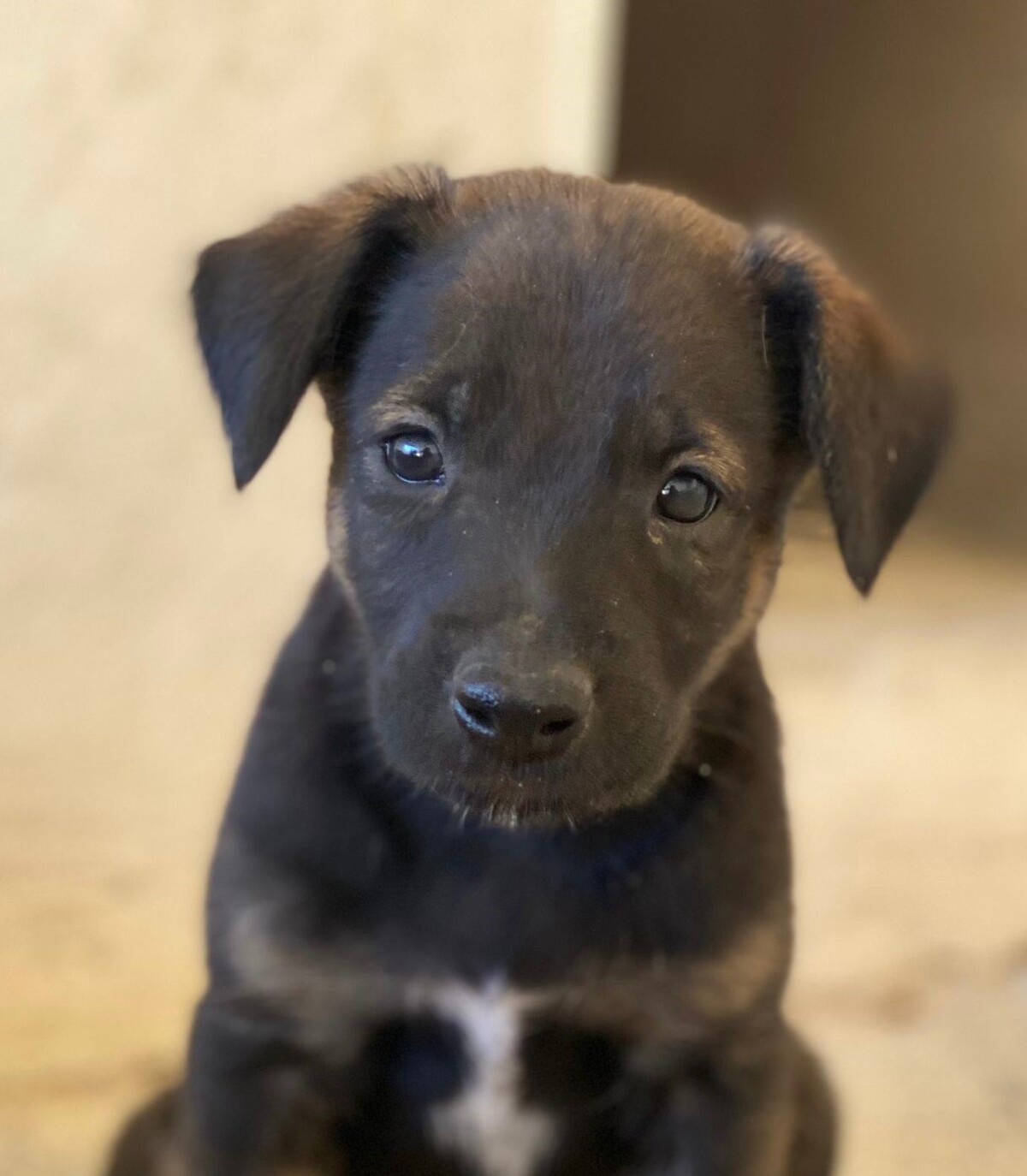 Adoption Nilo