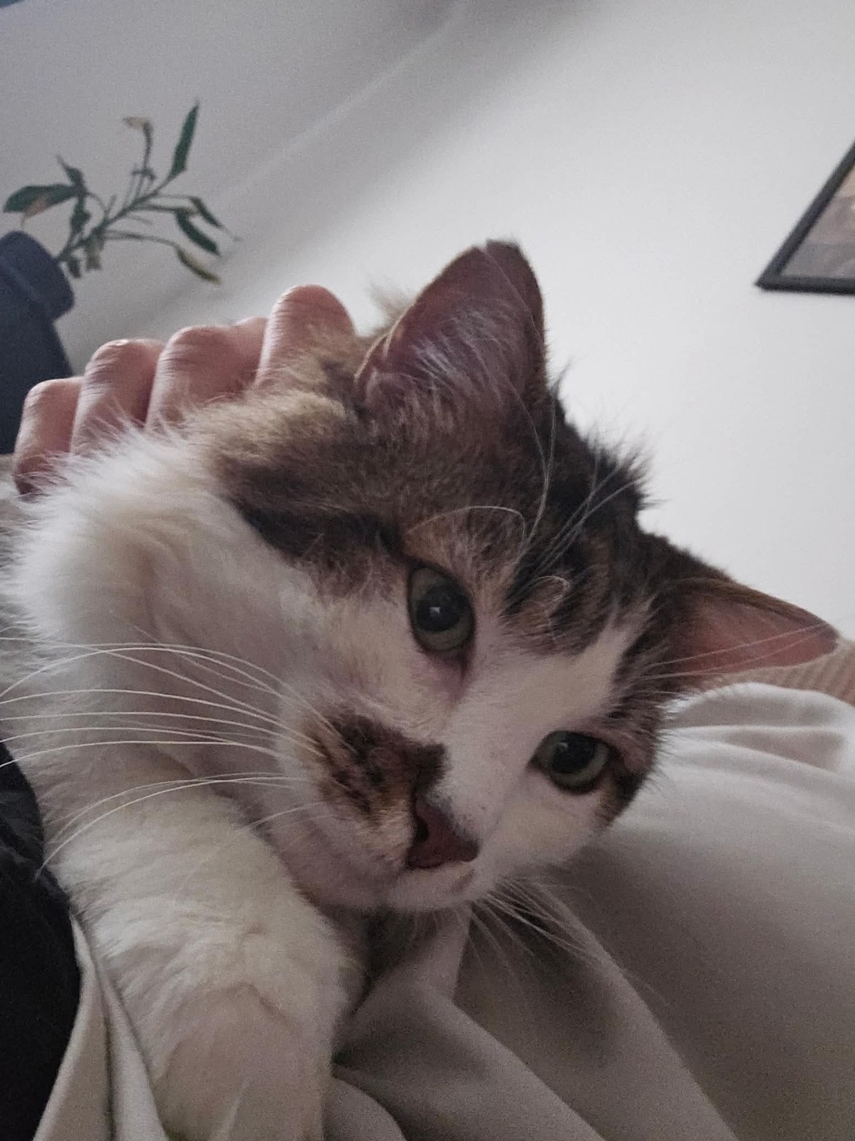 Adoption Hopper