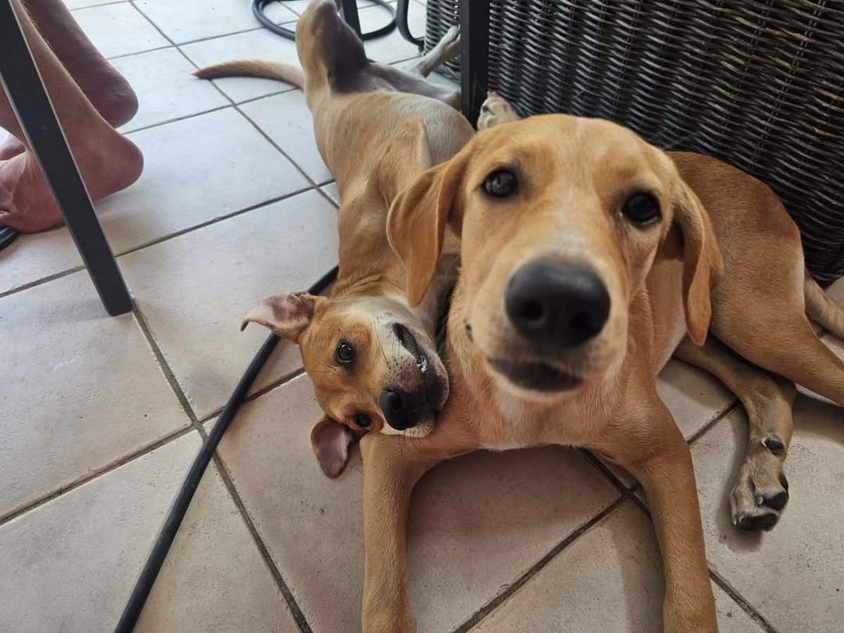 Adoption Yuna
