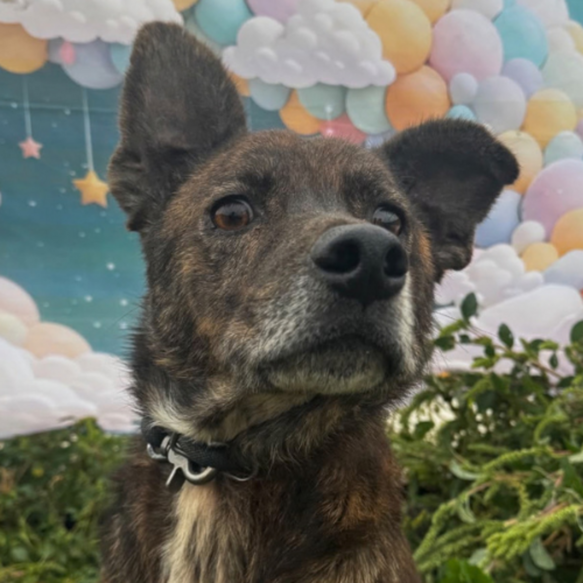 Adoption Camillo