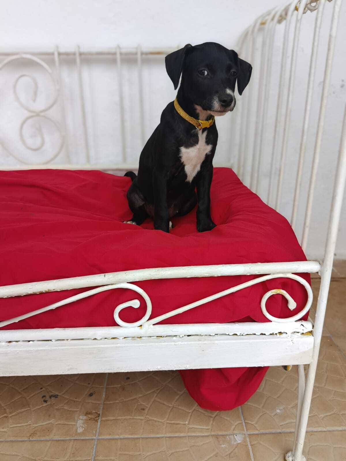 Adoption Ywa