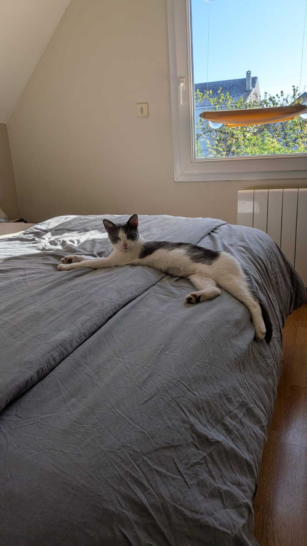 Adoption Friponne
