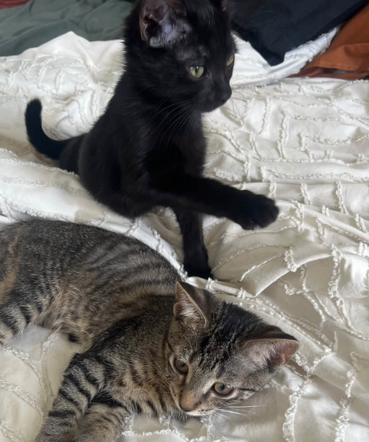 Adoption BLAKE ET BILLIE 