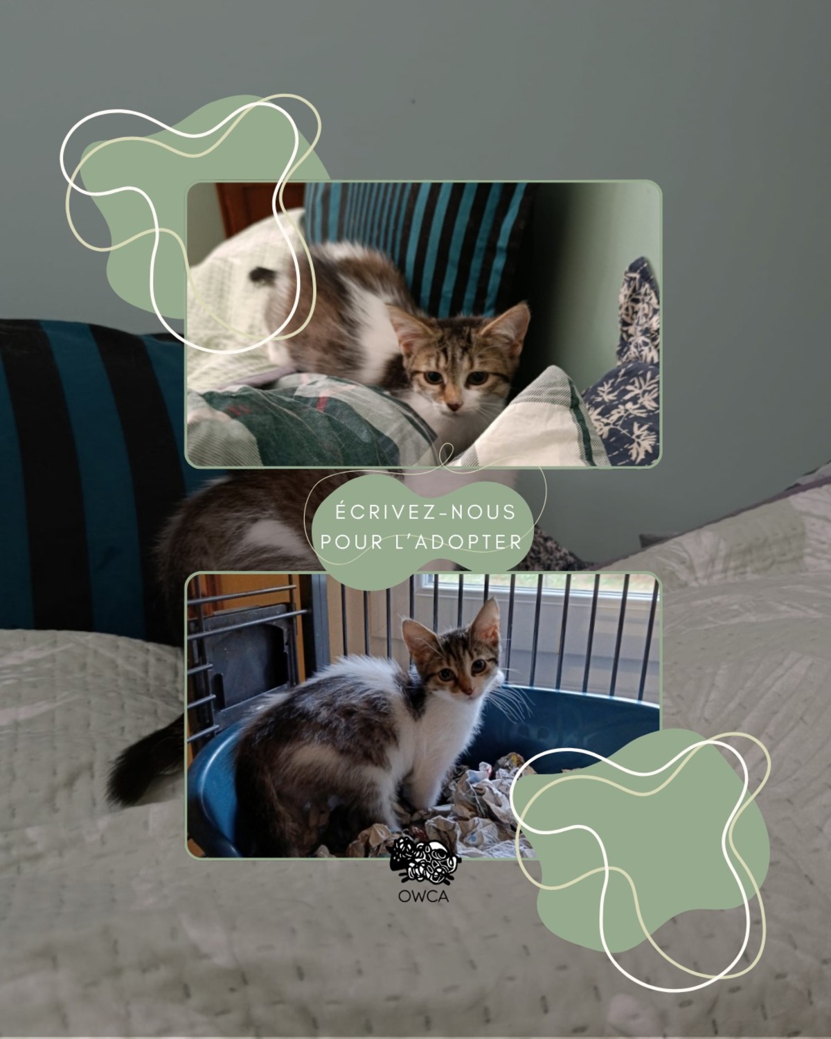 Adoption Jakote