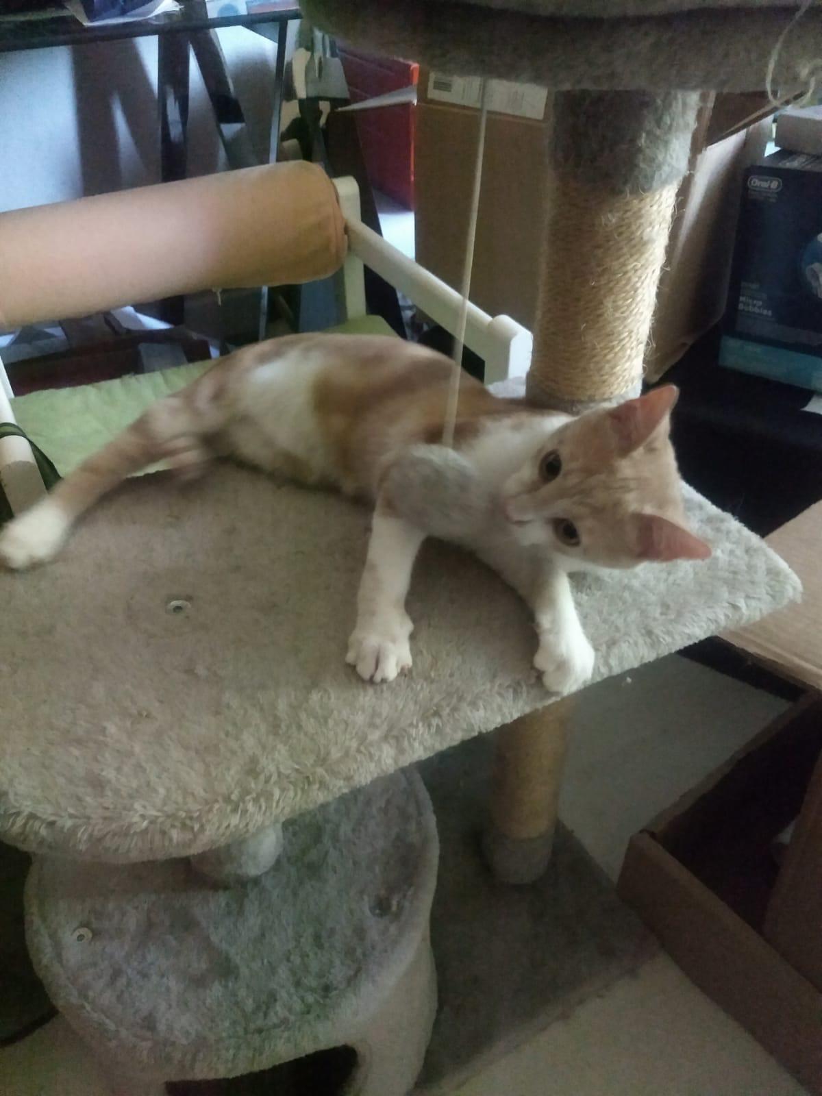 Adoption Banzaï