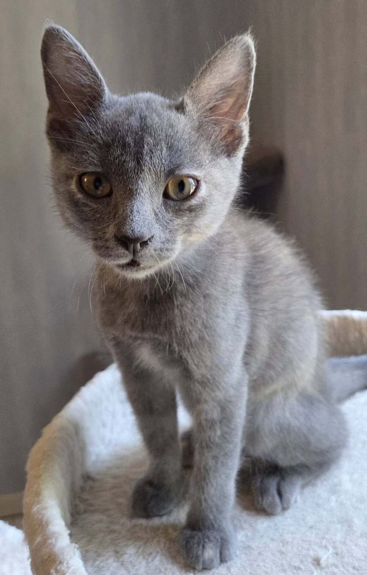 Adoption MUNE