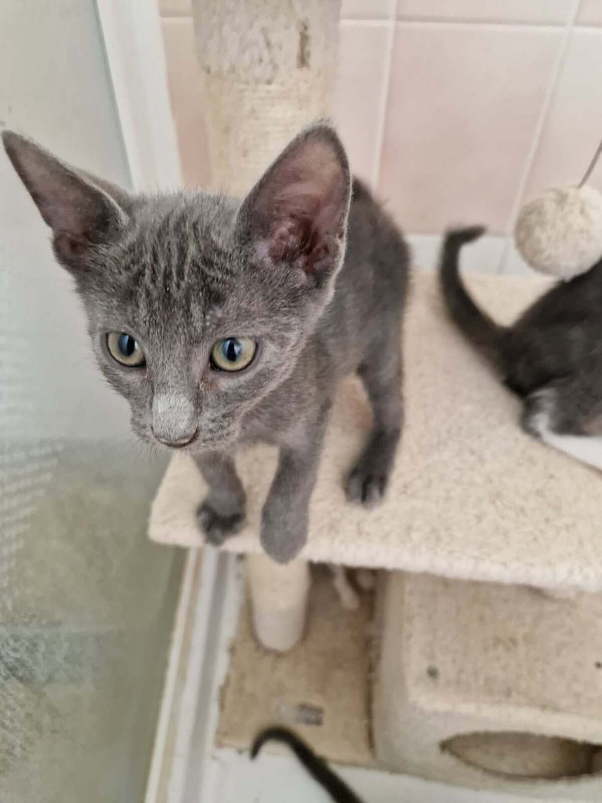 Adoption Boogie