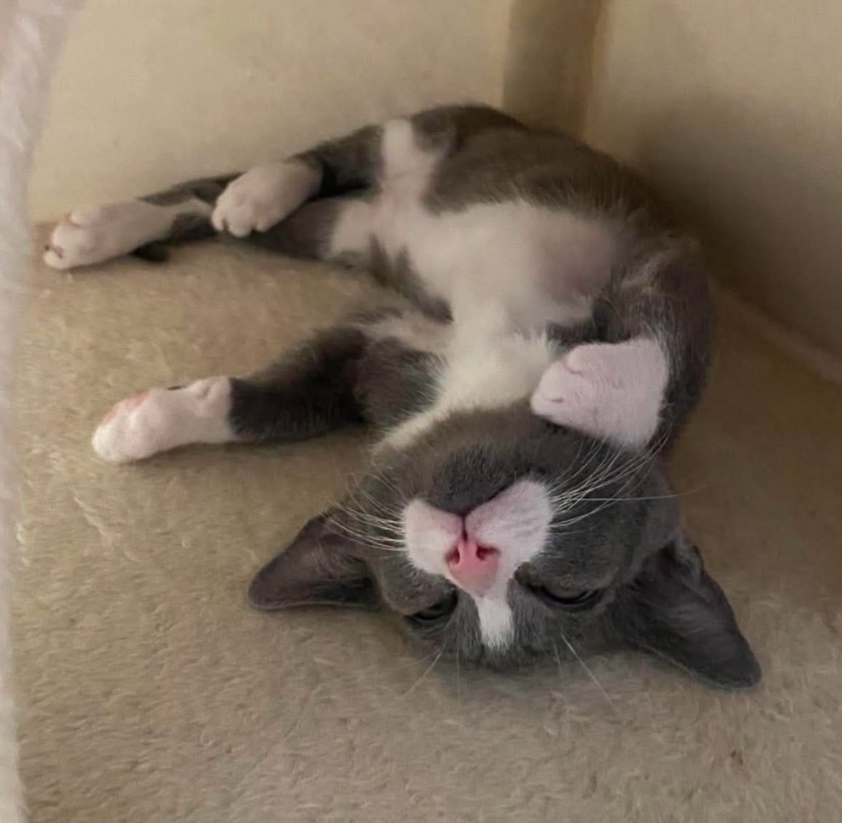 Adoption DUMBO