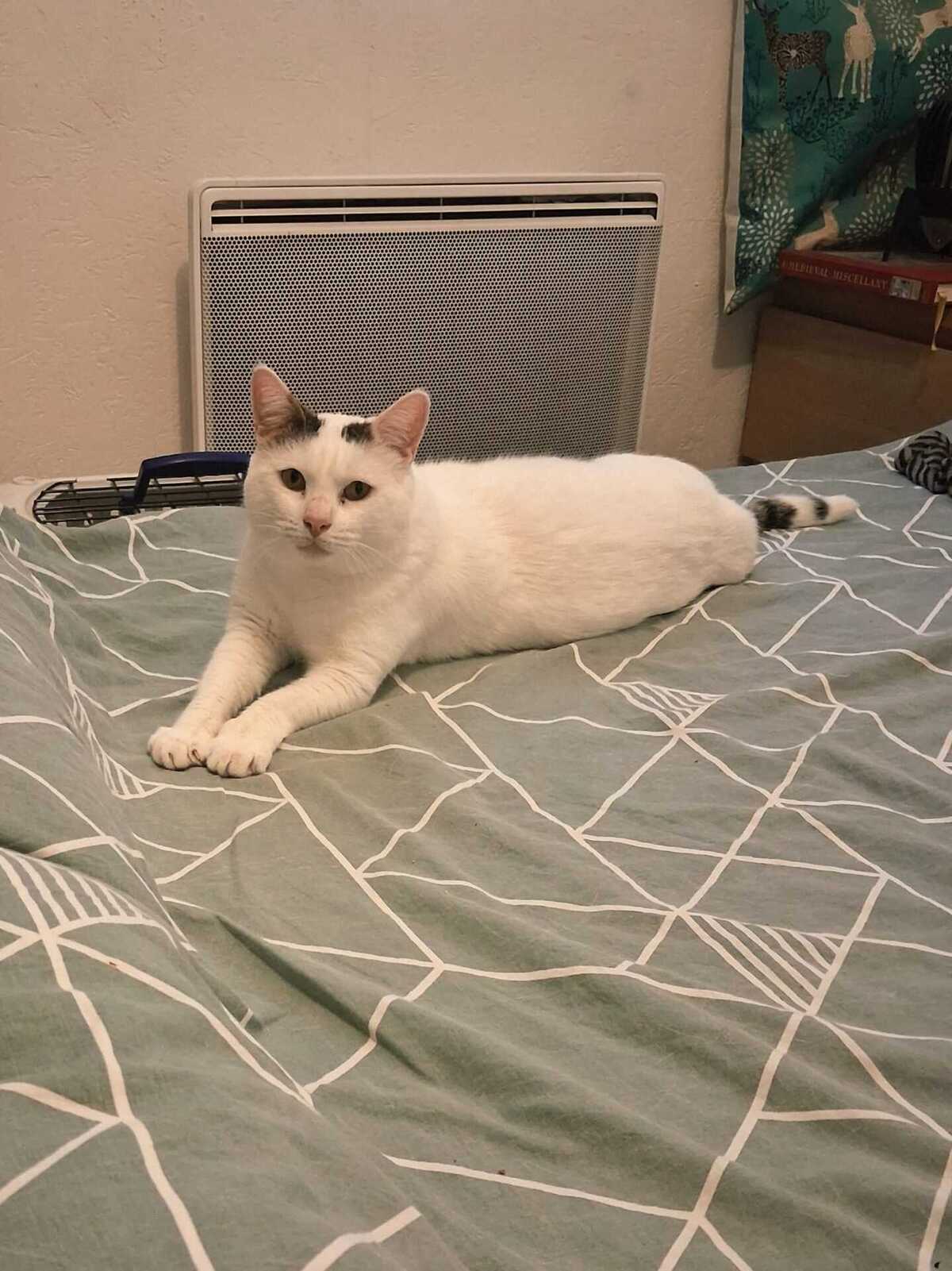 Adoption Mimi