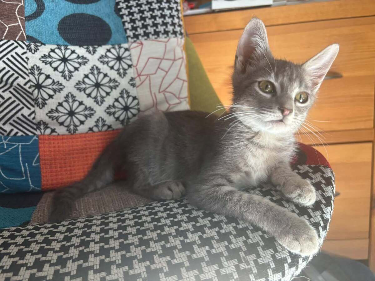Adoption PIKACHU et SALAMECHE