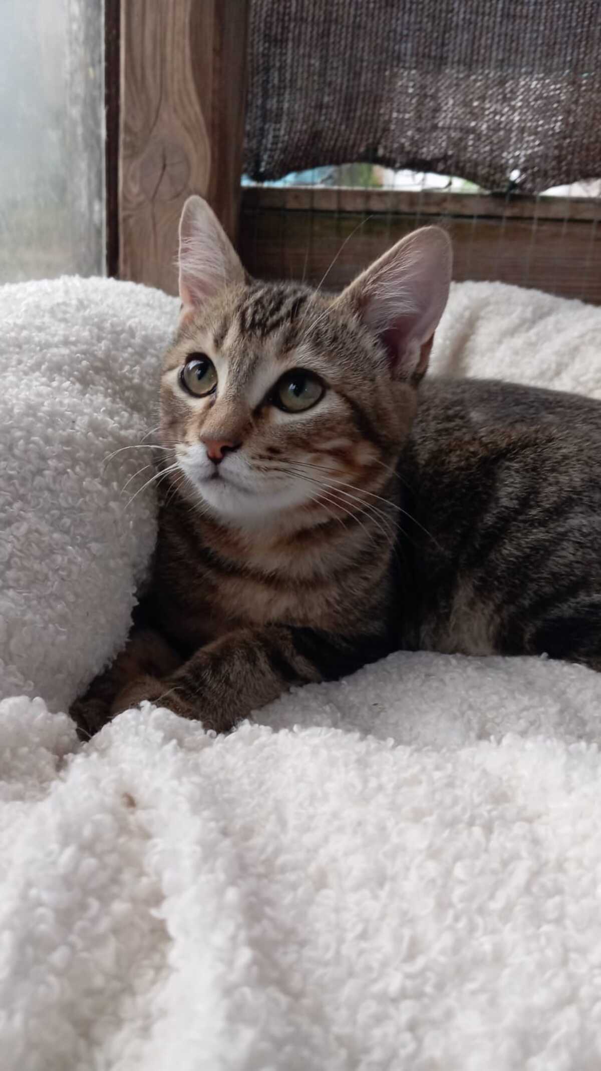 Adoption Calisson