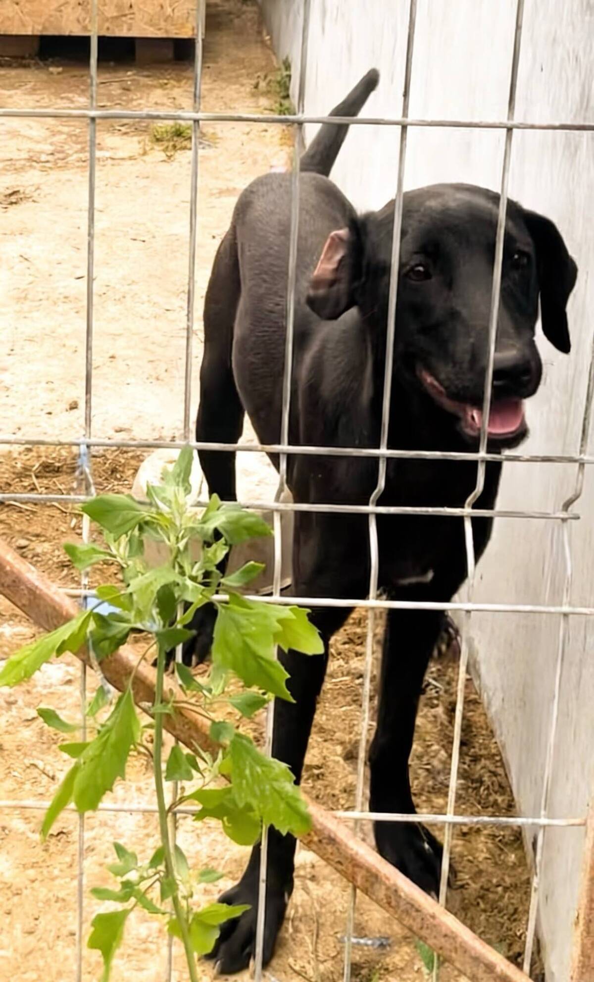 Adoption Senka