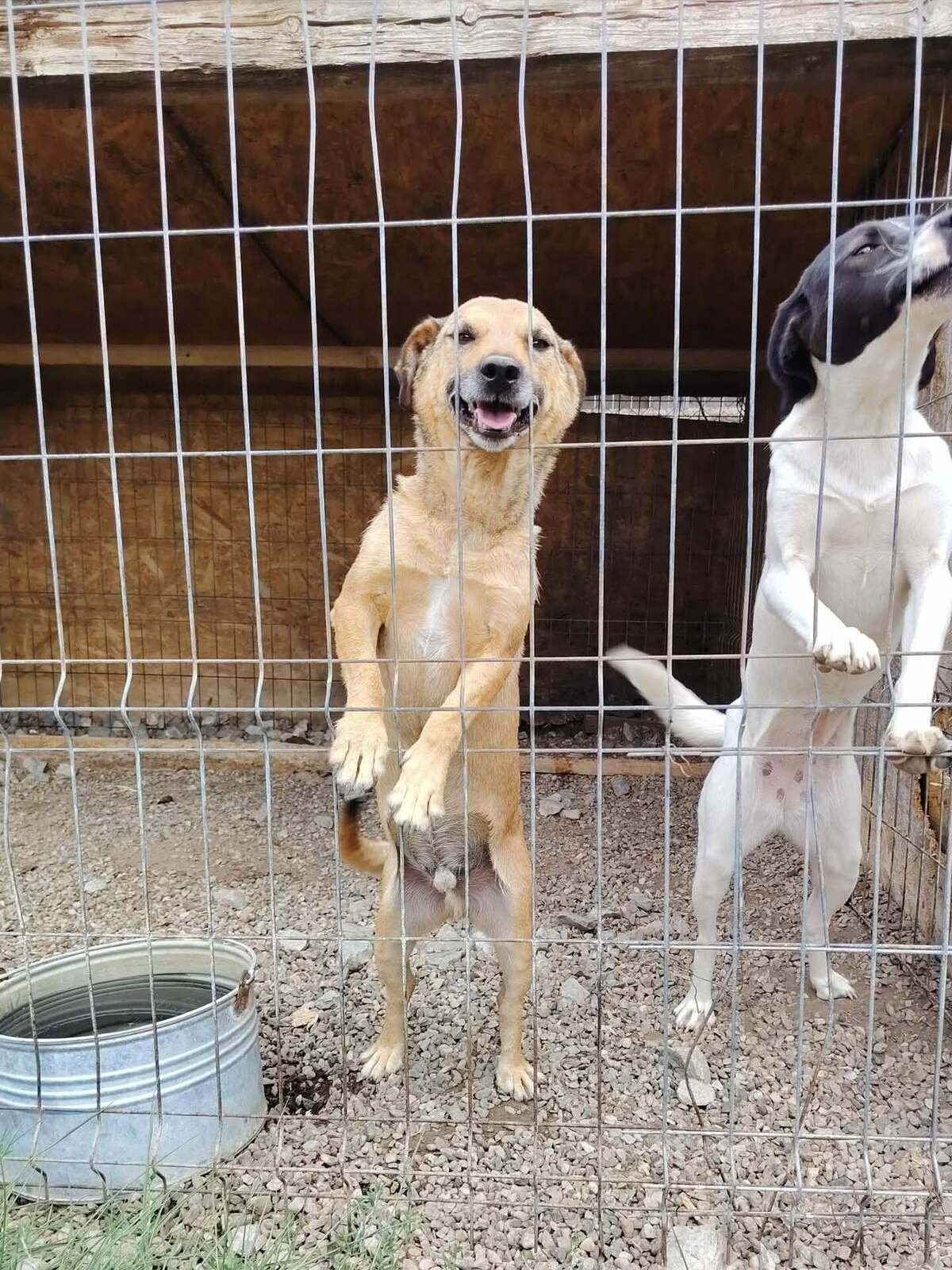 Adoption Buzz