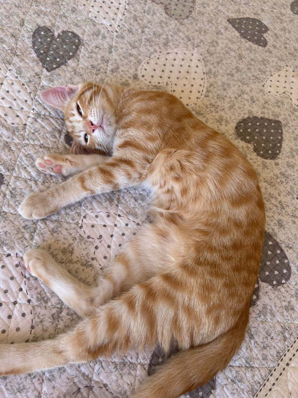 Adoption Theodore et Archibald
