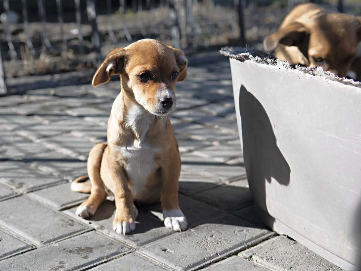 Adoption Inarie